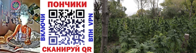 Бошки марихуана гибрид  shop клад  Монино 